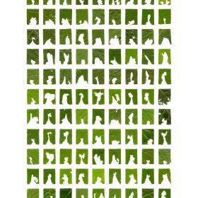 Book Of Plants (new edition) - Anne Geene